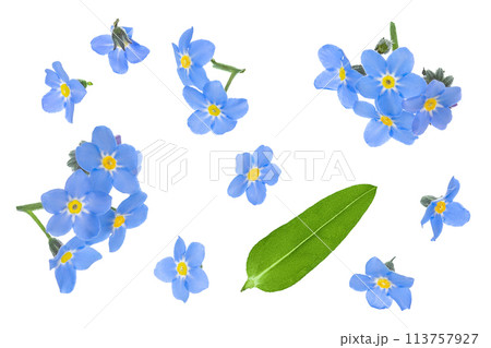 forget-me-not flowers isolated on white background. Top view. Flat lay 113757927