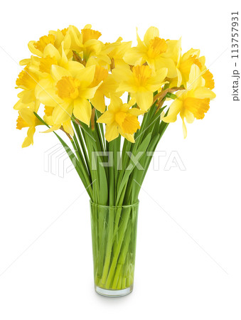 Daffodil flower or narcissus isolated on white background with full depth of field Daffodil flower or narcissus isolated on white background with full depth of field 113757931