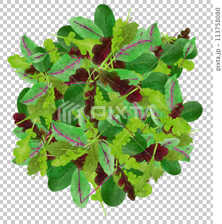 Fresh baby leaves painted in watercolor 113758080
