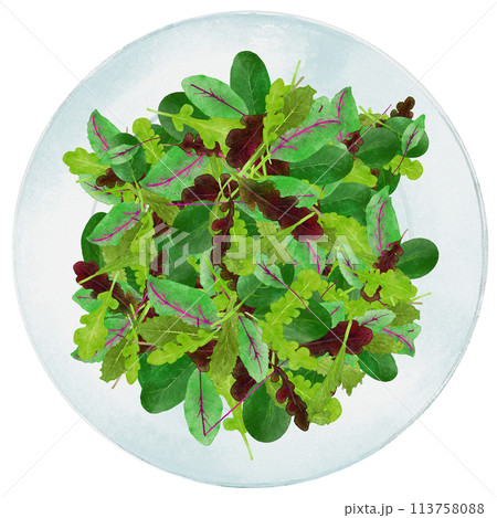 水彩で描いたフレッシュなベビーリーフのサラダ 水彩で描いたフレッシュなベビーリーフのサラダ 113758088