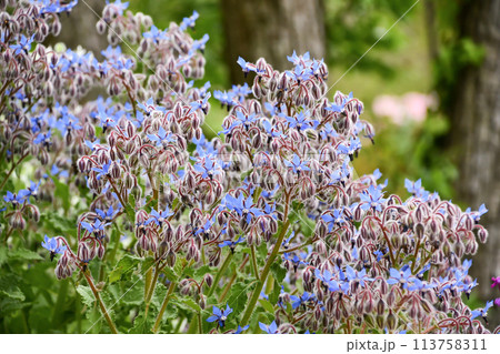 ルリヂシャ ルリヂシャ 113758311