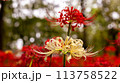 紅白の彼岸花 紅白の彼岸花 113758522