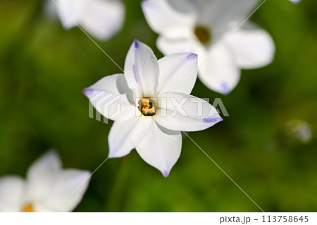 ハナニラ ハナニラ 113758645