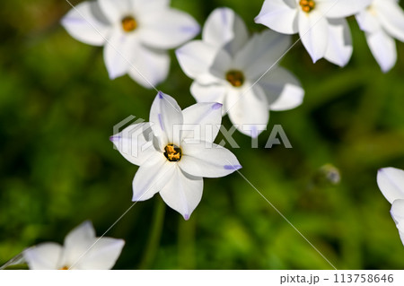 ハナニラ ハナニラ 113758646