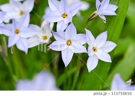 ハナニラ 113758650