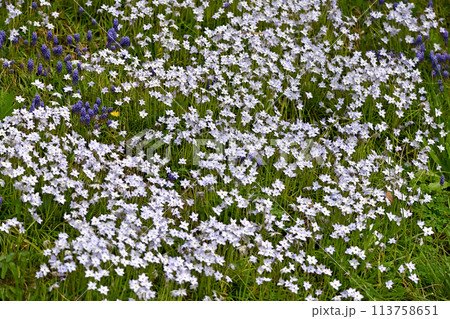 ハナニラ 113758651