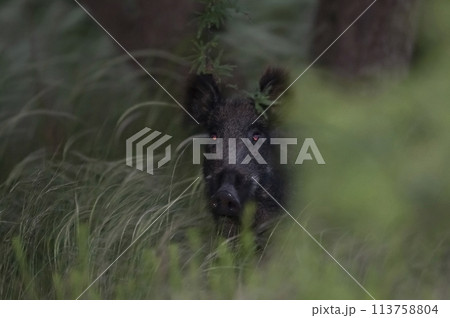 Wild boar herd in a water hole, Chaco Forest, La Pampa province, Patagonia, Argentina. 113758804