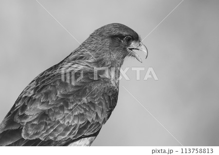 Caracara chimango portrait , La Pampa province, Patagonia , Argentina 113758813