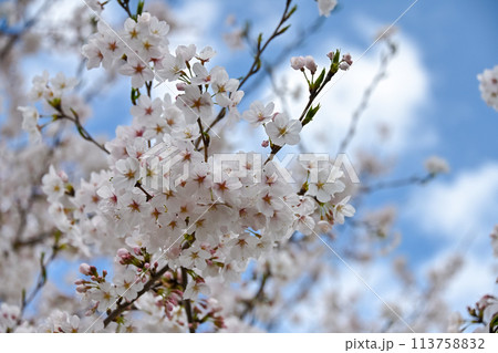 満開の桜 113758832