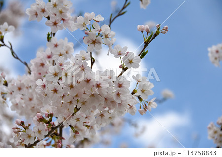 満開の桜 113758833
