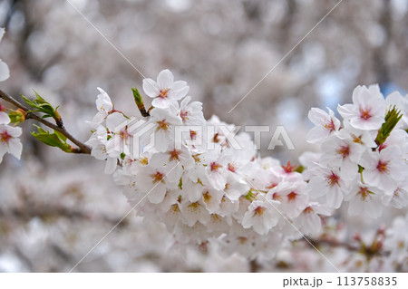 満開の桜 113758835