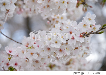 満開の桜 113758836