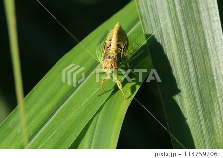 Golden Cicada(Mogannia hebes)  Basking on Vibrant Green Leaves. 113759206