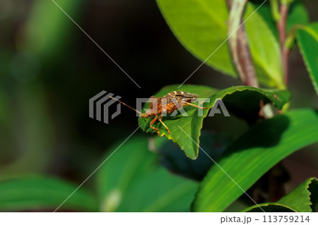 Acanthocoris Scaber on Lush Green Leaf. Acanthocoris Scaber on Lush Green Leaf. 113759214