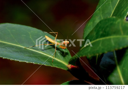 Vibrant Hierodula Patellifera Nymph on Green Leaf. 113759217