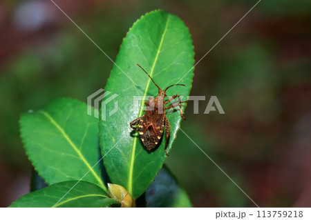 Acanthocoris Scaber on Lush Green Leaf. 113759218