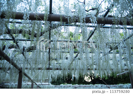 曼陀羅寺公園の藤 曼陀羅寺公園の藤 113759280