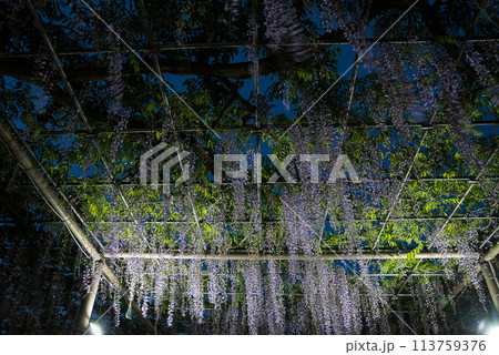 曼陀羅寺公園の藤 113759376