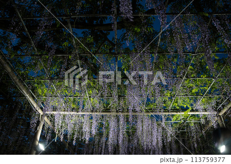 曼陀羅寺公園の藤 曼陀羅寺公園の藤 113759377