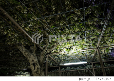 曼陀羅寺公園の藤 曼陀羅寺公園の藤 113759407