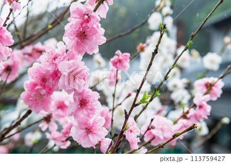 kawazu sakura with raindrops in Okawachiyama Village, Saga kawazu sakura with raindrops in Okawachiyama Village, Saga 113759427