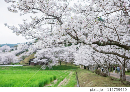 sakura blossom by rice farm at Izumi Shikibu Park, Kashima sakura blossom by rice farm at Izumi Shikibu Park, Kashima 113759430