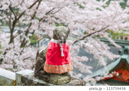 Fox dog statue at pink sakura in Yutoku Inari Shrine, Kashima Fox dog statue at pink sakura in Yutoku Inari Shrine, Kashima 113759436