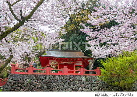 Couple visit Yutoku Inari museum with pink sakura, Kashima, Saga Couple visit Yutoku Inari museum with pink sakura, Kashima, Saga 113759438