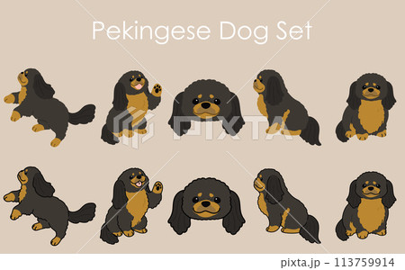 シンプルで可愛いブラック＆タンのペキニーズのイラストセット 113759914