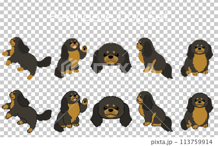 シンプルで可愛いブラック＆タンのペキニーズのイラストセット 113759914