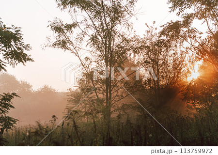 Misty sunrise lights early autumn morning in forest. 113759972