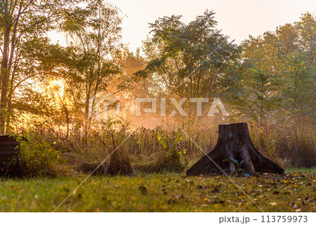 Misty sunrise lights early autumn morning in forest. 113759973