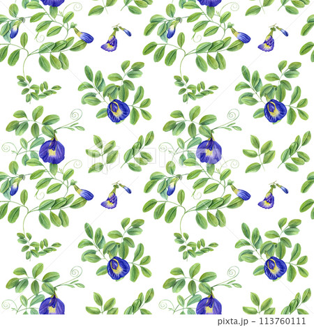 Blue flowers and green leaves. Climbing clitoria ternatea in full bloom. Seamless pattern of ending branches of Asian plant. Butterfly pea flower. Watercolor illustration isolated on white background. 113760111