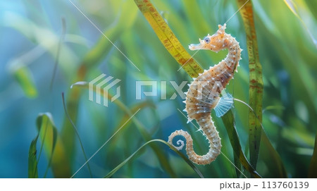 A seahorse perches on a terrestrial plant in underwater macro photography 113760139