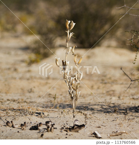 Shrub plant in Kgalagadi transfrontier park, South Africa Shrub plant in Kgalagadi transfrontier park, South Africa 113760566
