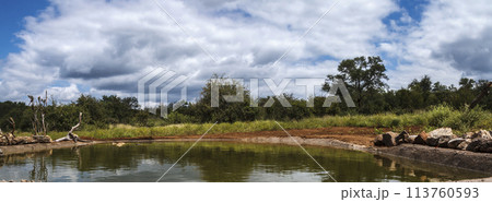 Waterhole scenery in Kruger National park, South Africa 113760593