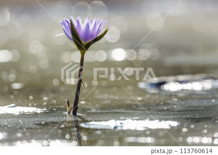 Water lily flower in Kruger National park, South Africa Water lily flower in Kruger National park, South Africa 113760614