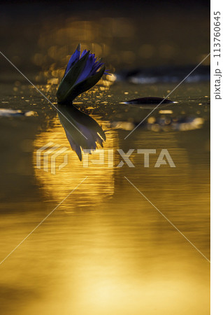 Water lily flower in Kruger National park, South Africa 113760645