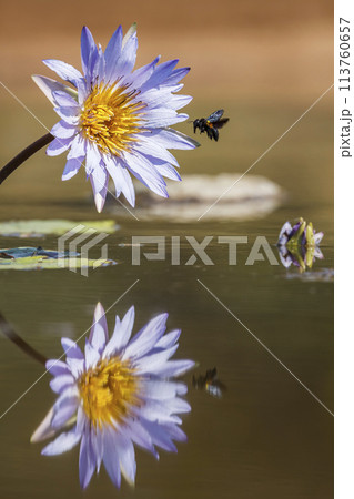 Water lily flower in Kruger National park, South Africa 113760657