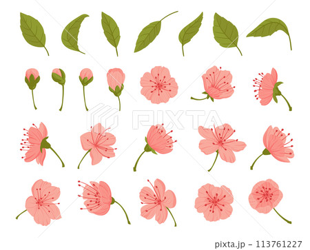 Sakura flowers and buds. Cherry spring blossom, blooming flowers and leaves, japanese blooming cherry elements flat vector illustration set. Beautiful blooming sakura 113761227