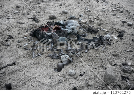 Black Grouse (male) hit by car on roadside 113761276