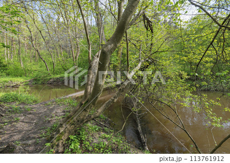 river in the forest river in the forest 113761912