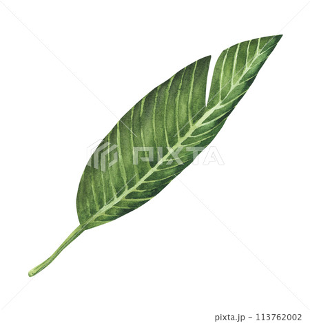 Plumeria Floral leave. Isolated on white background. Watercolor painting. Hand drawn. For design, cards, invitations, etc 113762002