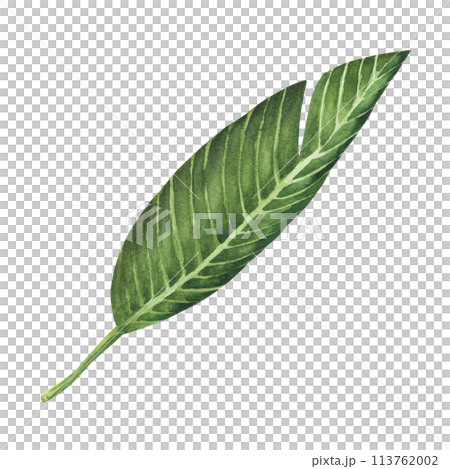 Plumeria Floral leave. Isolated on white background. Watercolor painting. Hand drawn. For design, cards, invitations, etc 113762002