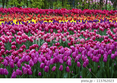 Keukenhof park in Netherlands - best park of flowers 113762023