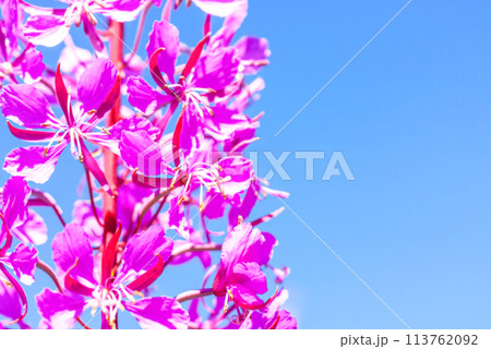 Soft blurred nature background of purple alpine fireweed Soft blurred nature background of purple alpine fireweed 113762092