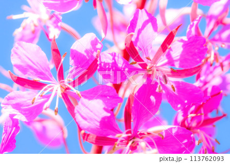 Soft blurred nature background of purple alpine fireweed 113762093