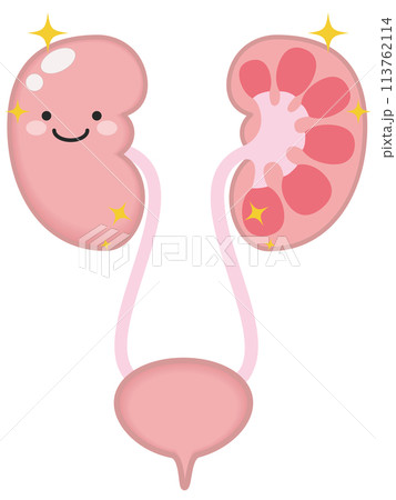 健康な泌尿器と腎臓のキャラクター 113762114