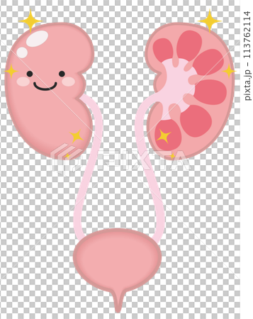 健康な泌尿器と腎臓のキャラクター 113762114