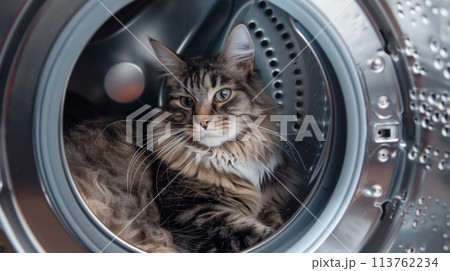 A fluffy cat comfortably nestled inside the drum of a washing machine, looking out curiously at its surroundings. 113762234